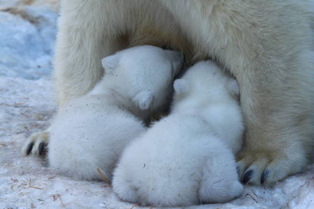 Polar Bear Mutter füttert Zwillinge Junge. – Foto