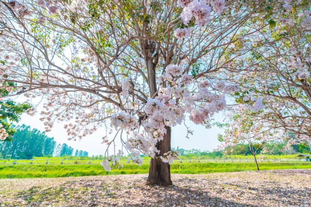 istock Beautiful flowers  Tabebuia rosea  (chomphantip) 1135556795