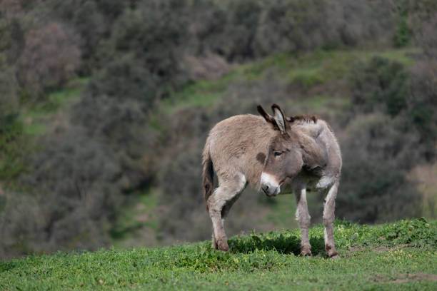 Donkeys in Pyrgos Kallistis on Santorini in South Aegean Islands, Greece