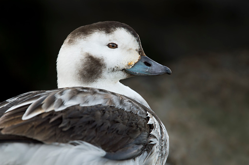 A female Long-tailed Duck close up portrait in soft light with a dark jetty background.