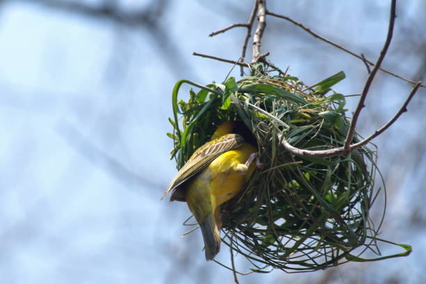 istock Southern masked weaver building a nest 1135557276