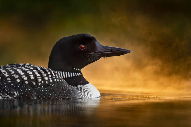 Morning Mist Loon Headshot A Common Loon close up portrait with glowing fog on the water just after sunrise on a calm pond. common loon photos stock pictures, royalty-free photos & images