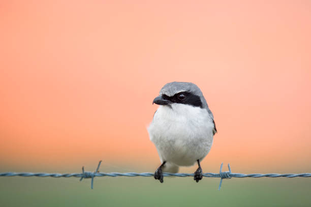 Loggerhead Shrike Pastels stock photo