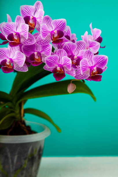 istock Beautiful pink orchid closeup. 1135557377