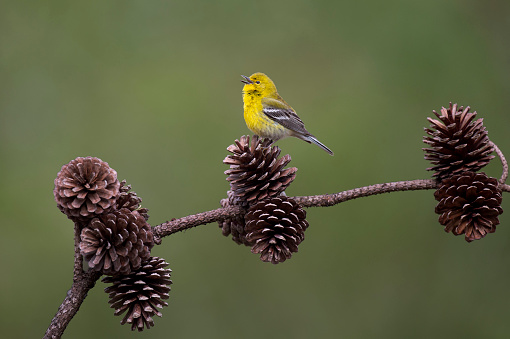 A bright yellow Pine Warbler perched on a branch of pine cones with a smooth green background singing loudly in the soft sun.