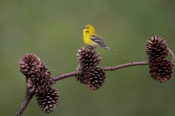 Pine Warbler on Pine Cone stock photo