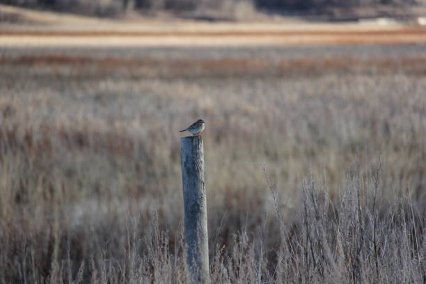 istock Spring Flooding & Birds Qu'Appelle Valley, Saskatchewan by Andrea Lawrence C-1020377 1135558052