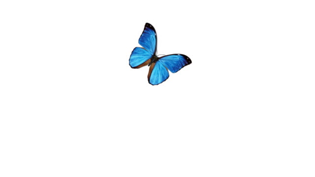 Beautiful Blue Colored Butterfly Morpho Menelaus Flying and Sitting on White and Green Backgrounds Close-up. Loop-able 3d Animation with Green Screen Alpha Channel.