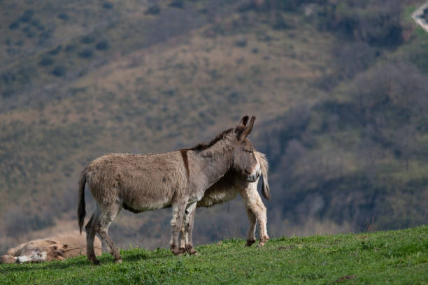 istock Donkeys enjoying the sun 1135558766