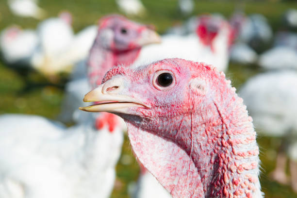 istock Free range turkeys in animated poses. 1135559505