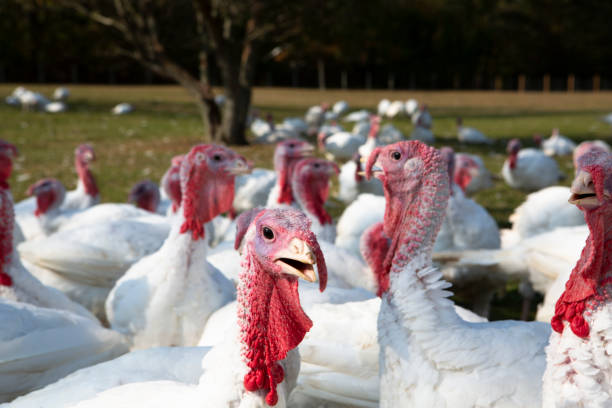 istock Free range turkeys in animated poses. 1135559653