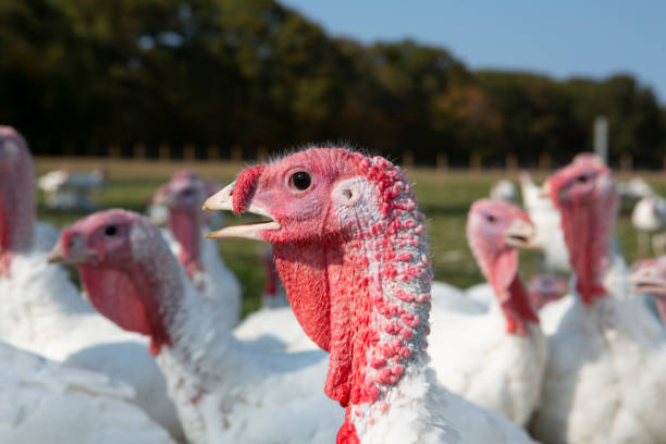 istock Free range turkeys in animated poses. 1135559658