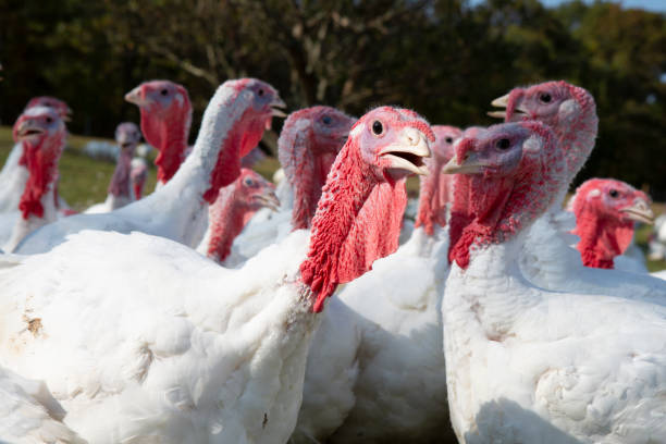 istock Free range turkeys in animated poses. 1135559680