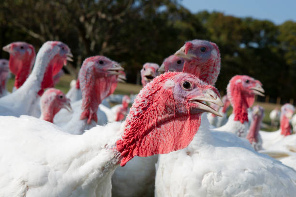 istock Free range turkeys in animated poses. 1135559695