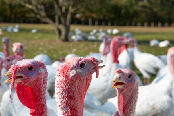 istock Free range turkeys in animated poses. 1135559714