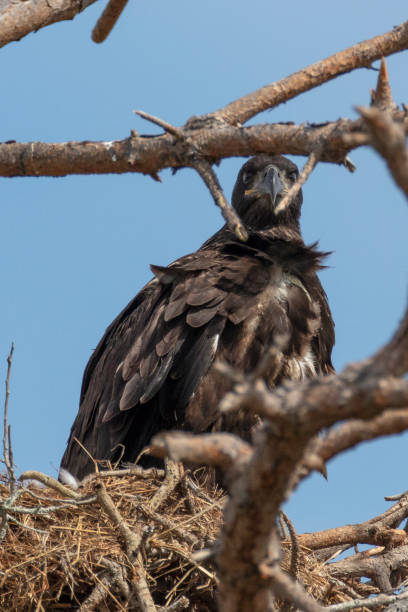 istock Immature Bald Eagle in the nest 1135560030