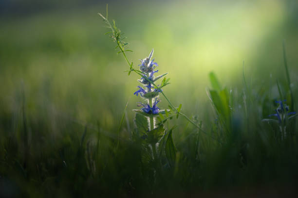 istock Morning in the field 1135560034