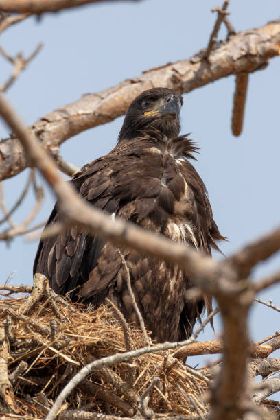 istock Immature Bald Eagle in the nest 1135560134