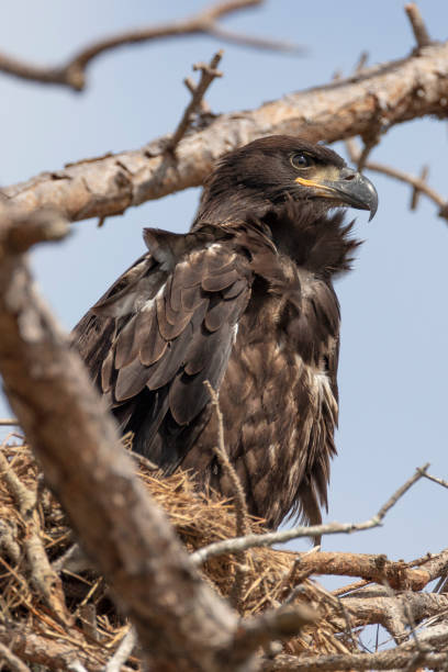 istock Immature Bald Eagle in the nest 1135561379