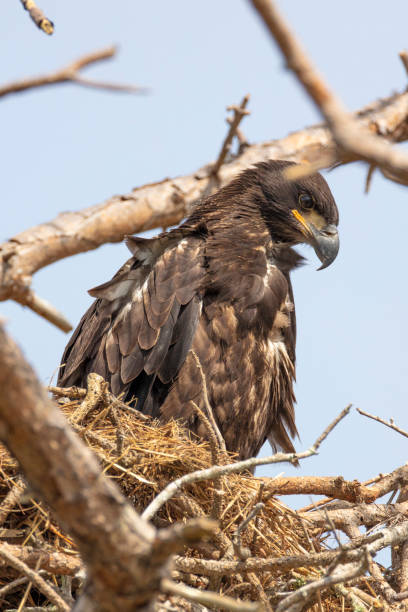 istock Immature Bald Eagle in the nest 1135561515