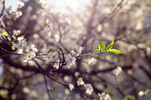 Brown branches of a white blooming  plum tree with green leaves, white flowers and buds on light blurred background