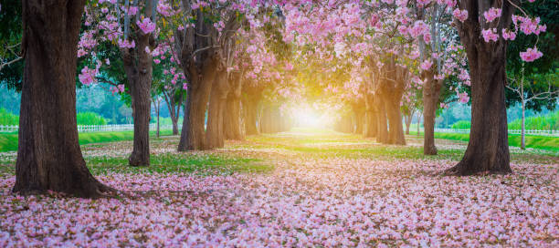 istock Pink trumpet flower blooming tunnel with sunlight. 1135561853