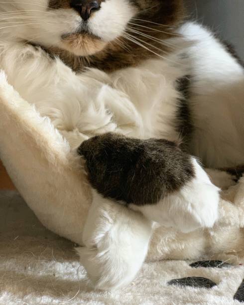 istock Close up of cat paws and lower face 1135562947