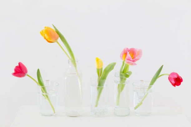 istock tulips in glass bottles on white background 1135562981