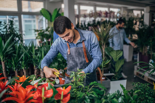 istock Young florist is cutting plant 1135563034