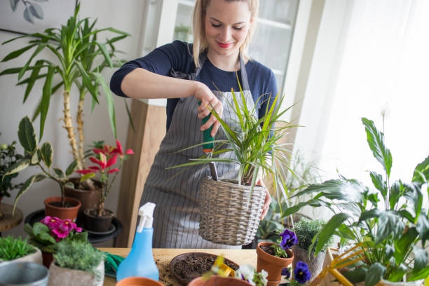 istock Taking a good care of my plants 1135563039