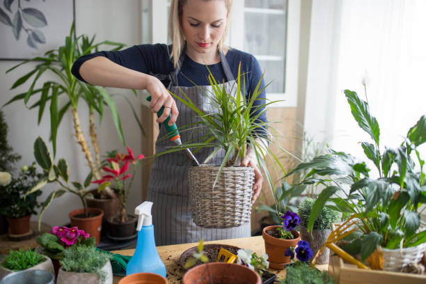 istock Taking a good care of my plants 1135563154