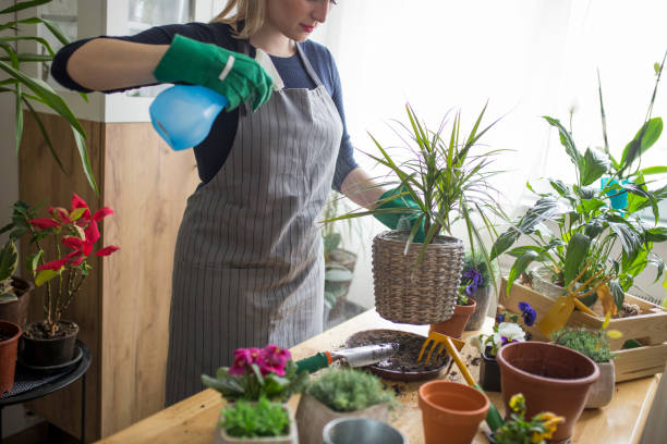 istock Taking care of my house plants 1135563510