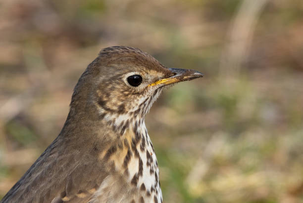 istock Portrait of a song thrush 1135563526