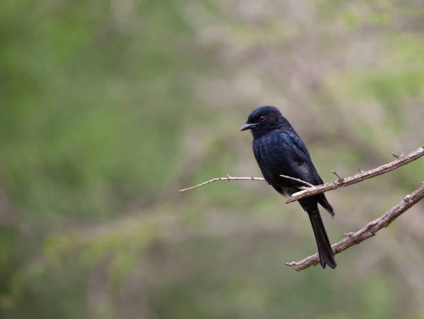 drongo dalla coda a forchetta, dicrurus adsimilis, su un ramoscello; sfondo sfocato e un sacco di spazio di copia; kruger np, sudafrica - drongo foto e immagini stock