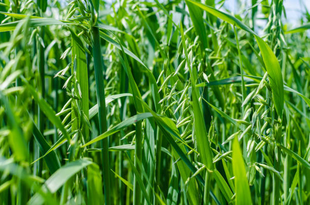 istock Large - green immature wheat ears. 1135565561