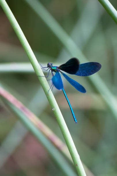istock Calopteryx virgo dries its wings from dew 1135565604