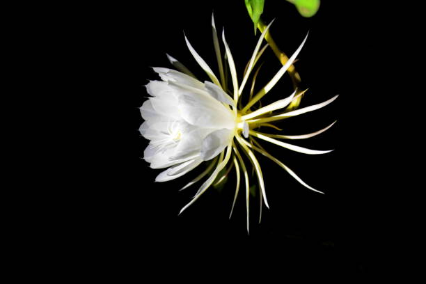 istock Beautiful Lady of the Night flower (Epiphyllum Oxipetalum) 1135565687