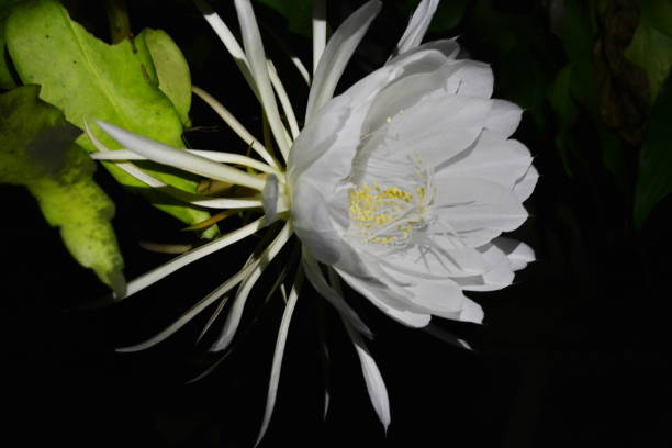 istock Beautiful Lady of the Night flower (Epiphyllum Oxipetalum) 1135565747