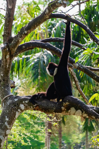 gibbon-klettern am baum für tier-und wildtierkonzept - gibbon rainforest animal ape stock-fotos und bilder