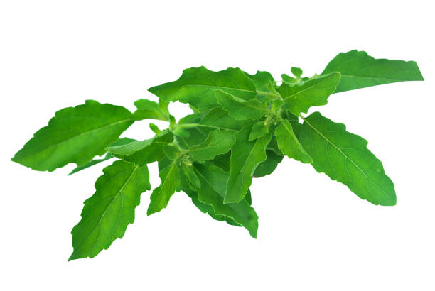 Thai basil.With Clipping Path. Thai basil, Thai food ingredients.With Clipping Path. relish green food isolated stock pictures, royalty-free photos & images