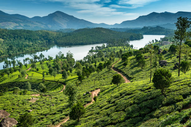 Hills , lake and tee plantations in Kerala Tea plantations near Munnar, Kerala, India - Image kerala south india stock pictures, royalty-free photos & images