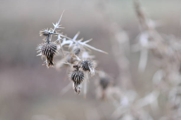 Carduus acanthoides Dry seeds, spiny plumeless thistle, welted thistle, or plumeless thistle, native to Europe and Asia.