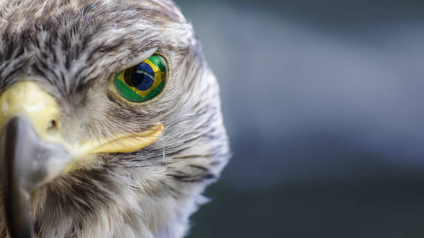 istock Brasil flag on Eagle eye with dispalce and mask 1135569977