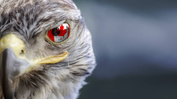 istock Canada canadian flag on Eagle eye with dispalce 1135570167