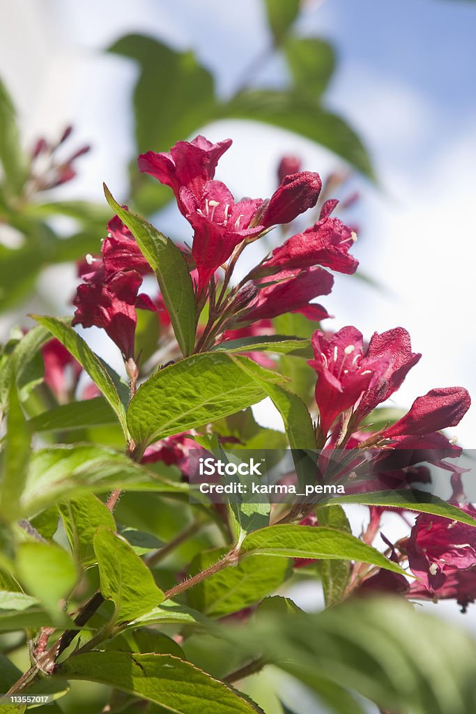 weigela  Blossom Stock Photo