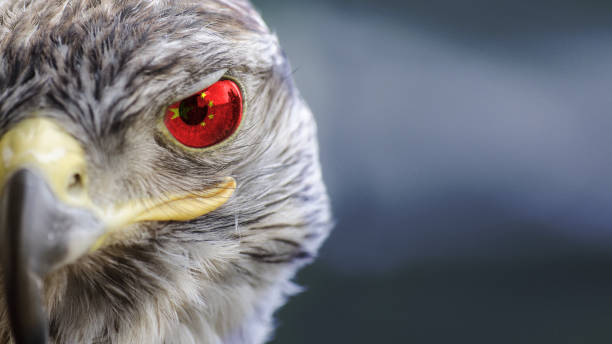 istock China Chinese  flag on Eagle eye with dispalce 1135570218