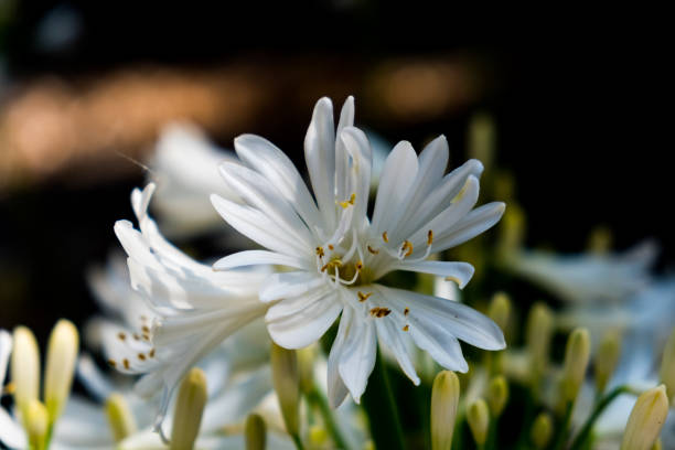 istock White flower margarita 1135570490