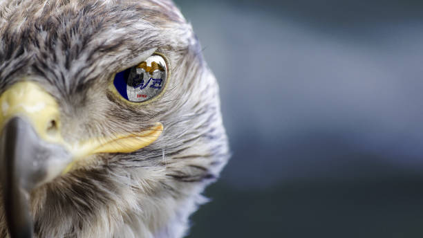 istock iowa state USA flag on Eagle eye with dispalce 1135570511