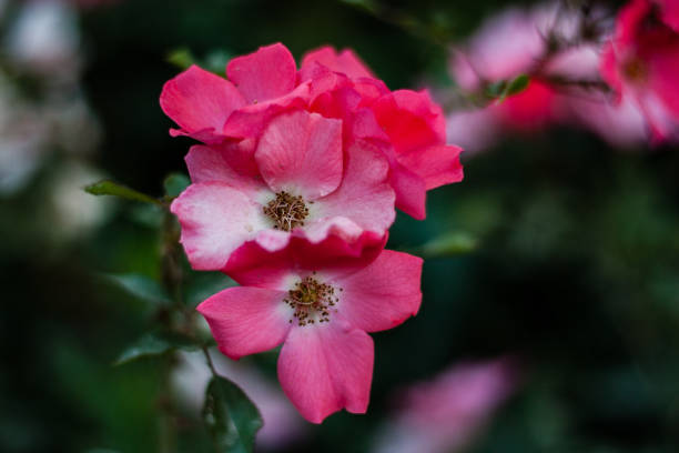 istock Pink flowers on green background 1135570552