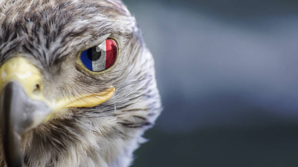 istock France French flag on Eagle eye with dispalce 1135570571